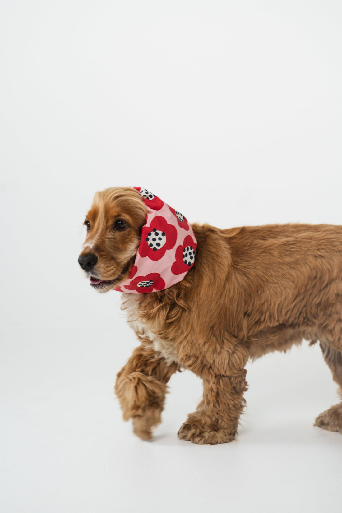 Travel essentials: Traveling with Your Dog? Here’s How to Make It Stress-Free