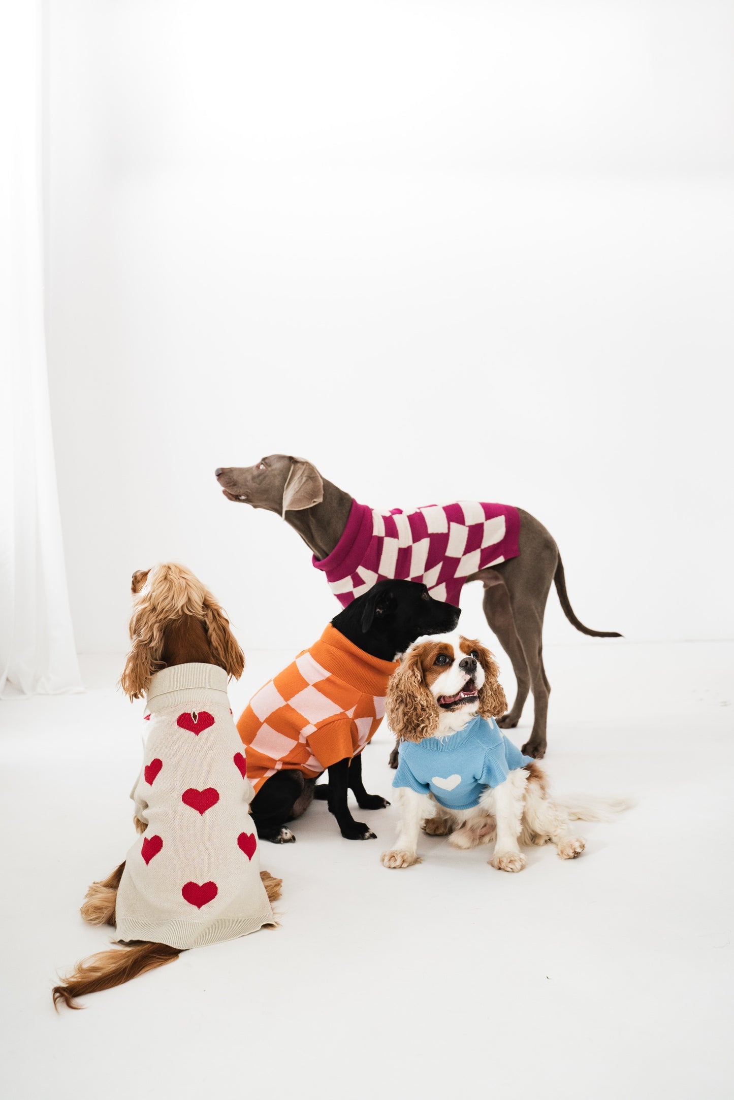 Dog Sweater Purple Checkered