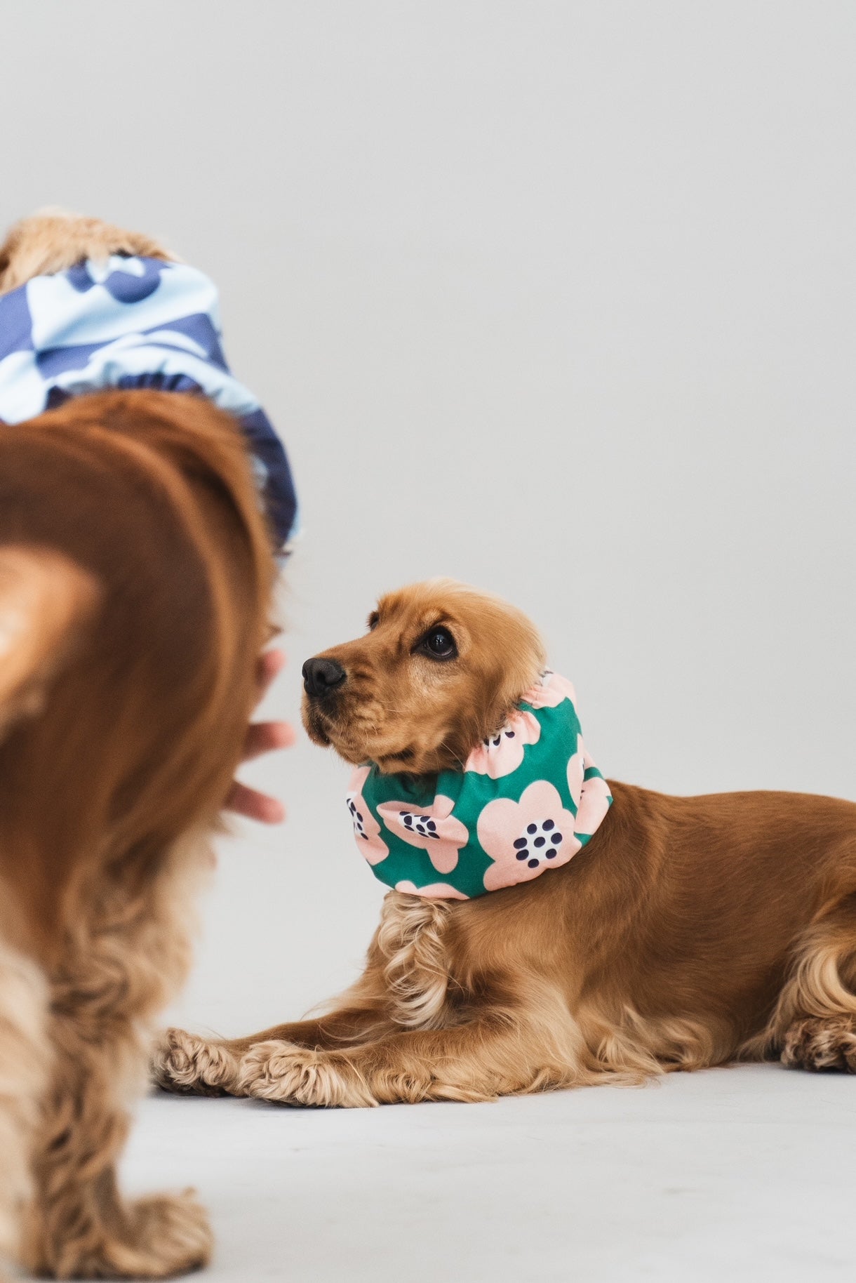 Dog Snood Flower Field
