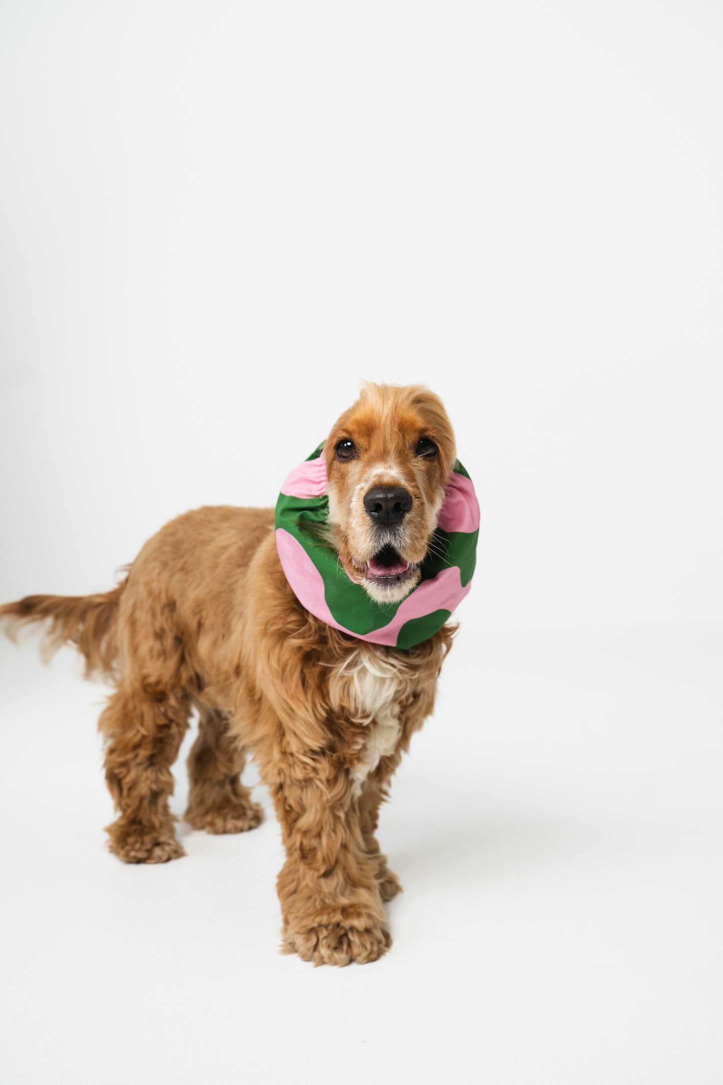 Dog Snood Waves Pink Green