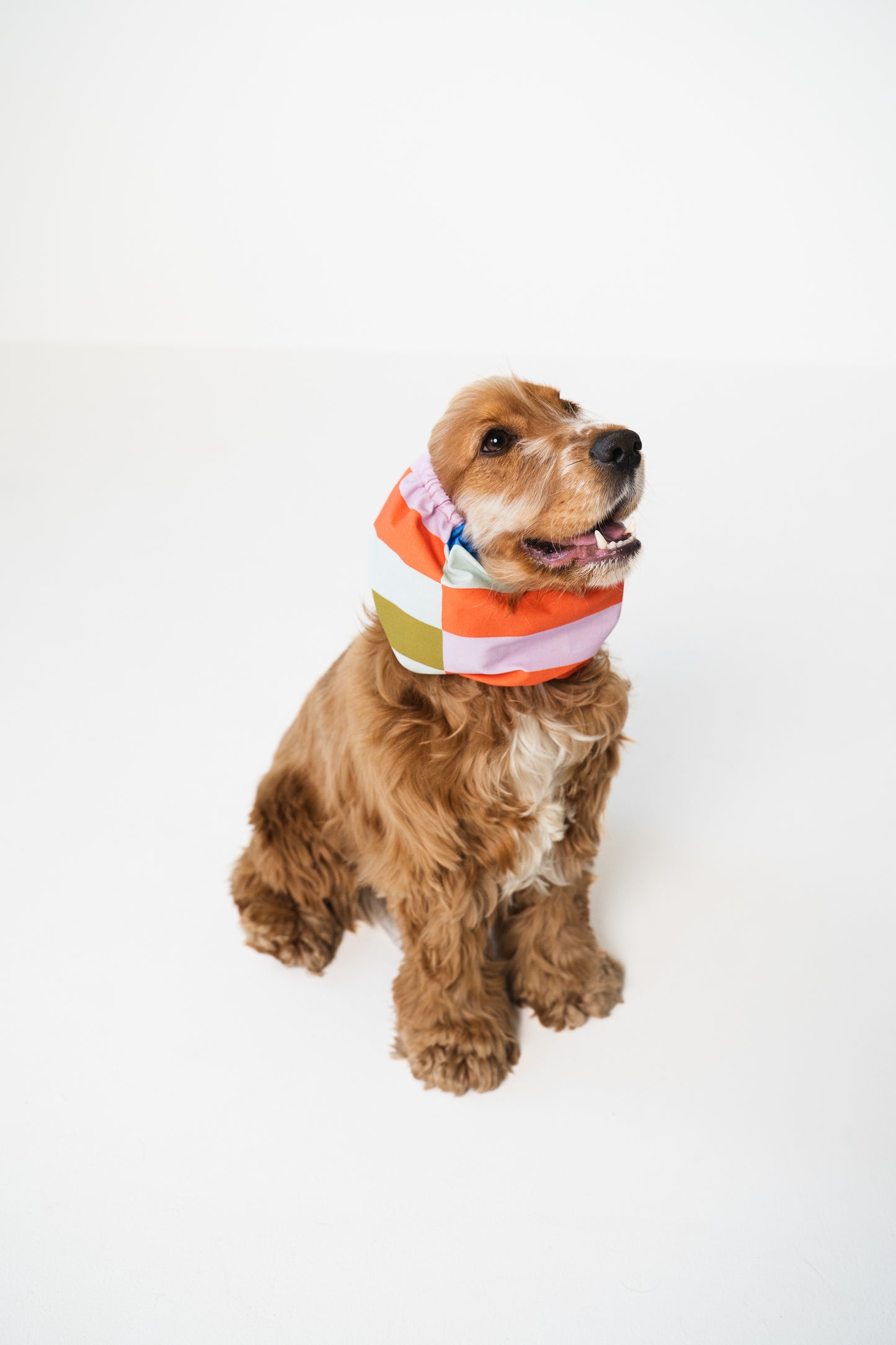 Dog Snood Stripes