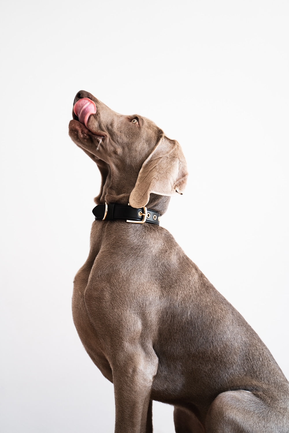 Vegan Leather Dog Collar Black