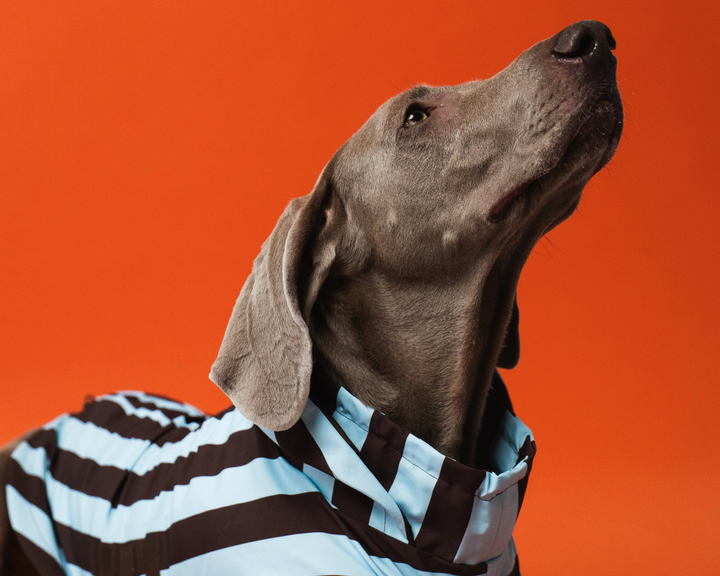 Raincoat Stripes