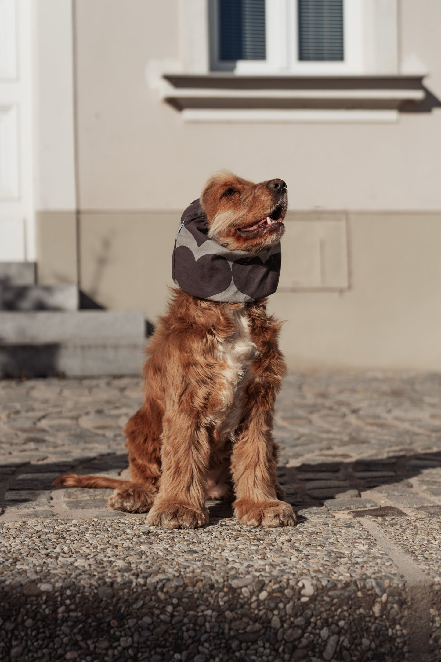 Dog Snood Grey Hearts