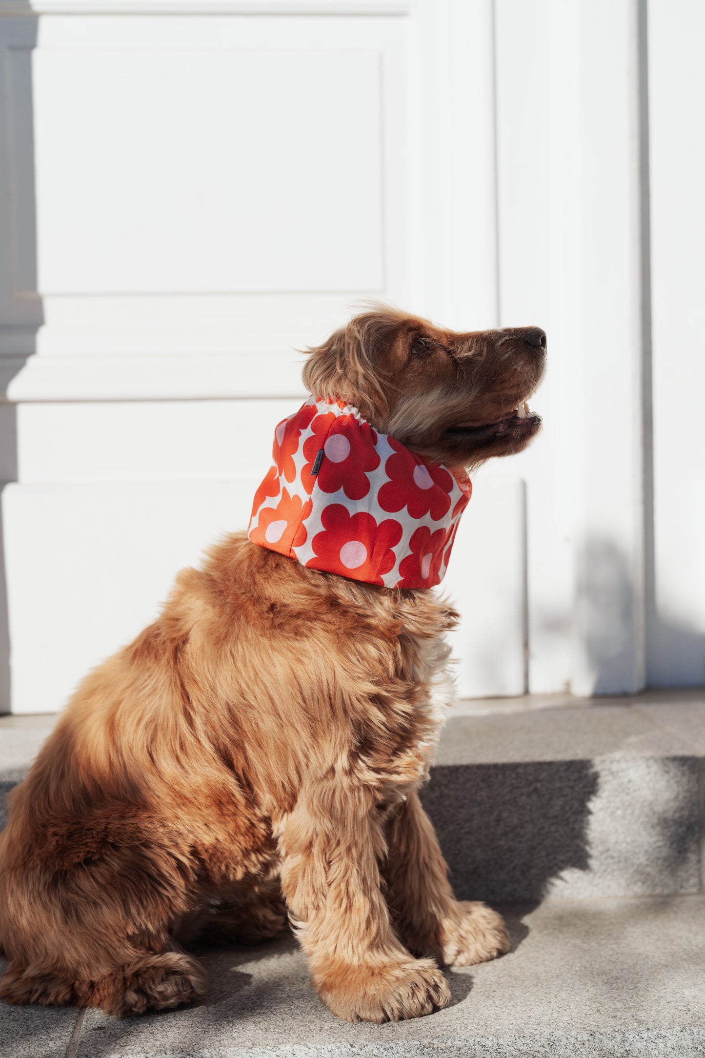 Dog Snood Retro Flowers