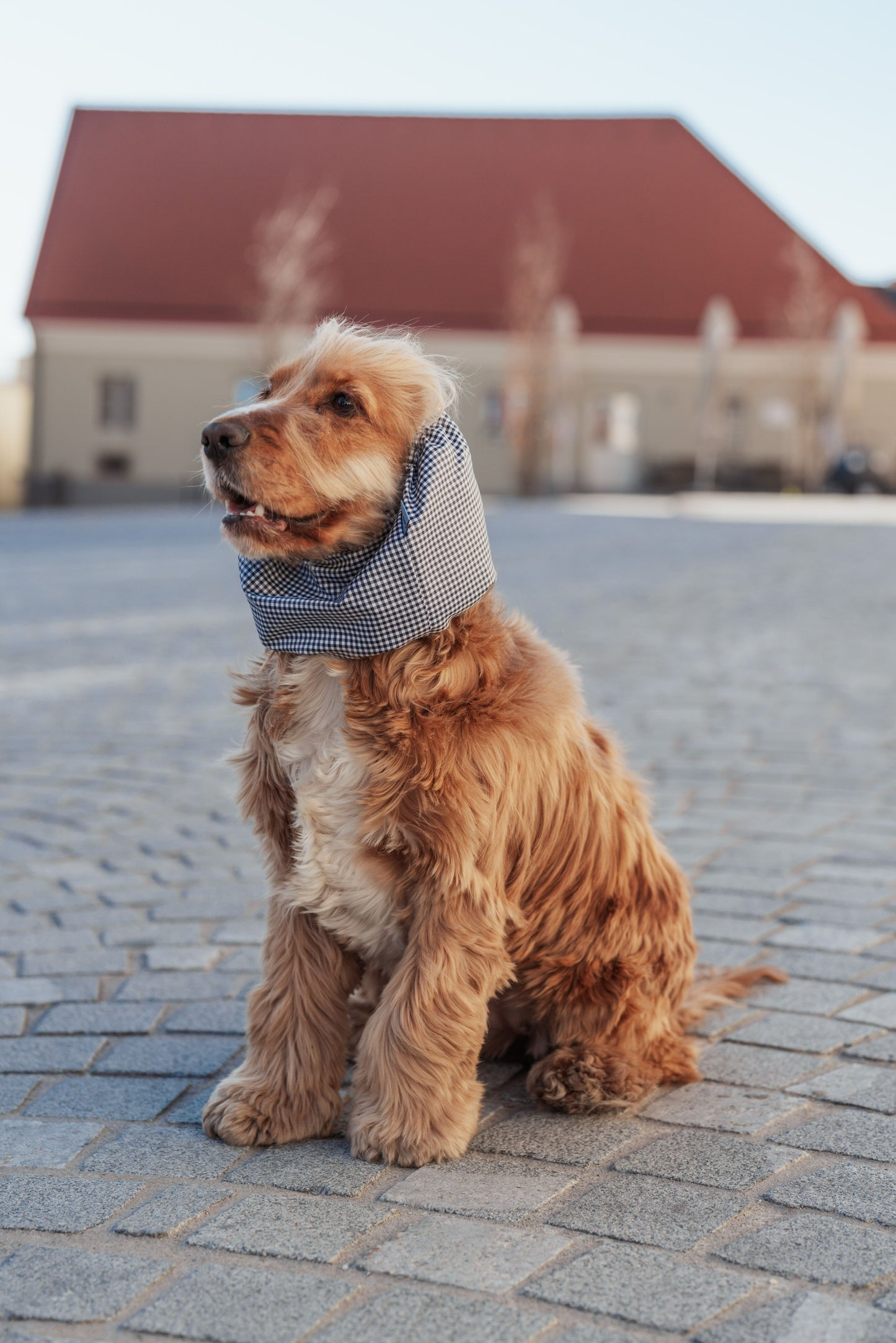 Waterproof Dog Snood Checkered
