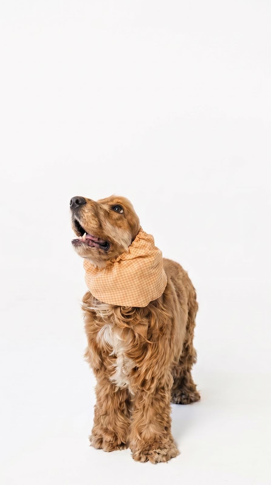 Dog Snood Summer Sunflower
