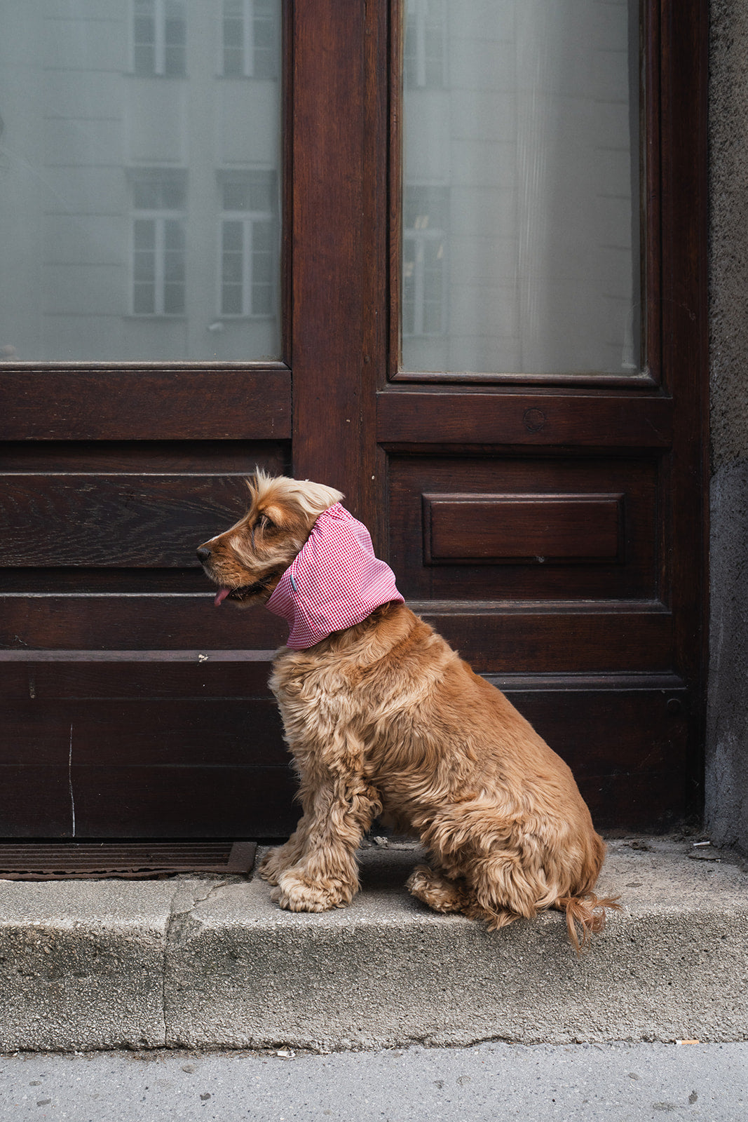 Dog Snood Summer Red Cherry
