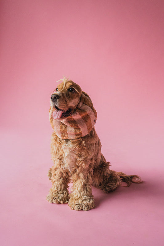 What Is a Dog Towel Snood and Why Does Your Dog Need One?