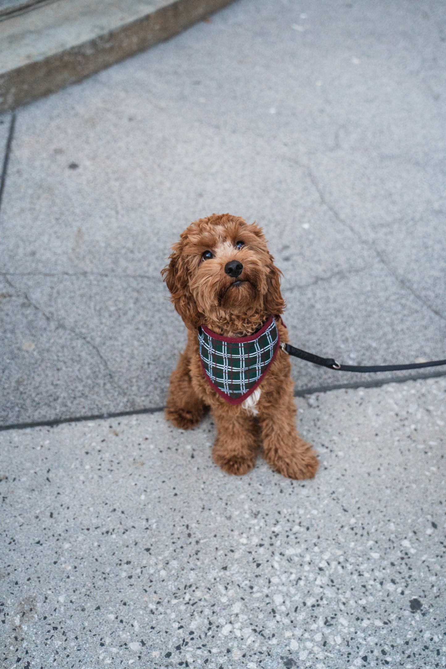 Christmas Bandana Holiday Plaid
