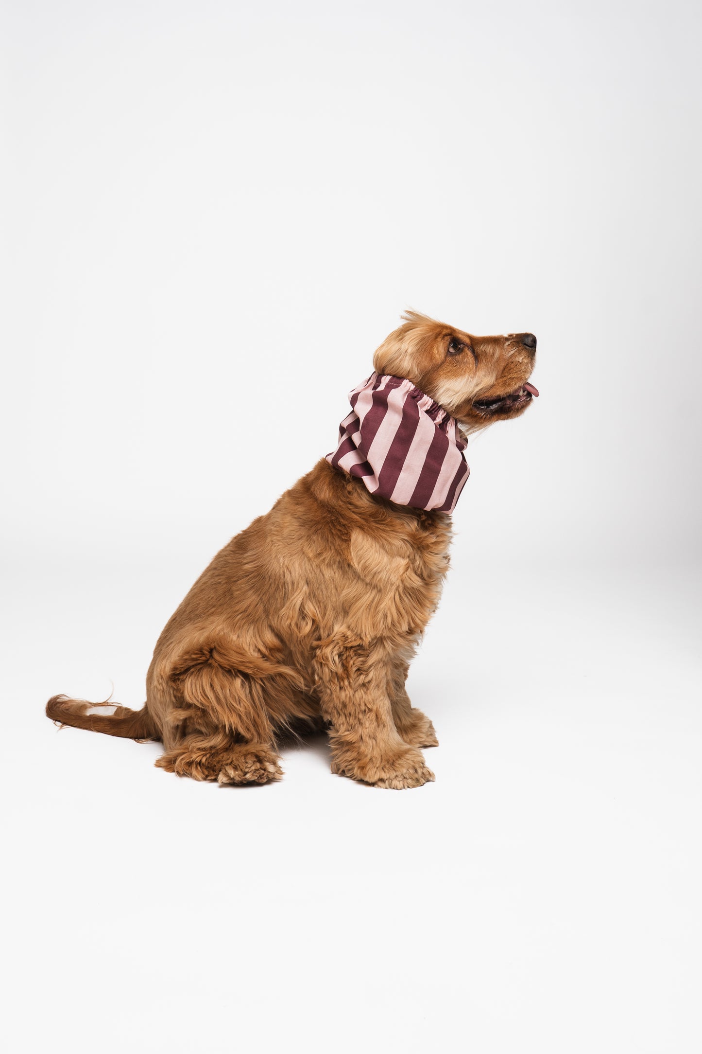 Dog Snood Burgundy Stripes