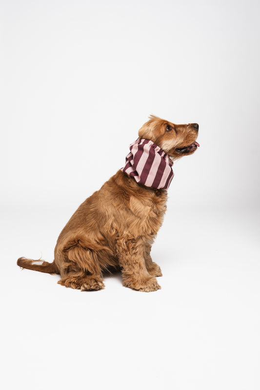 Dog Snood Burgundy Stripes