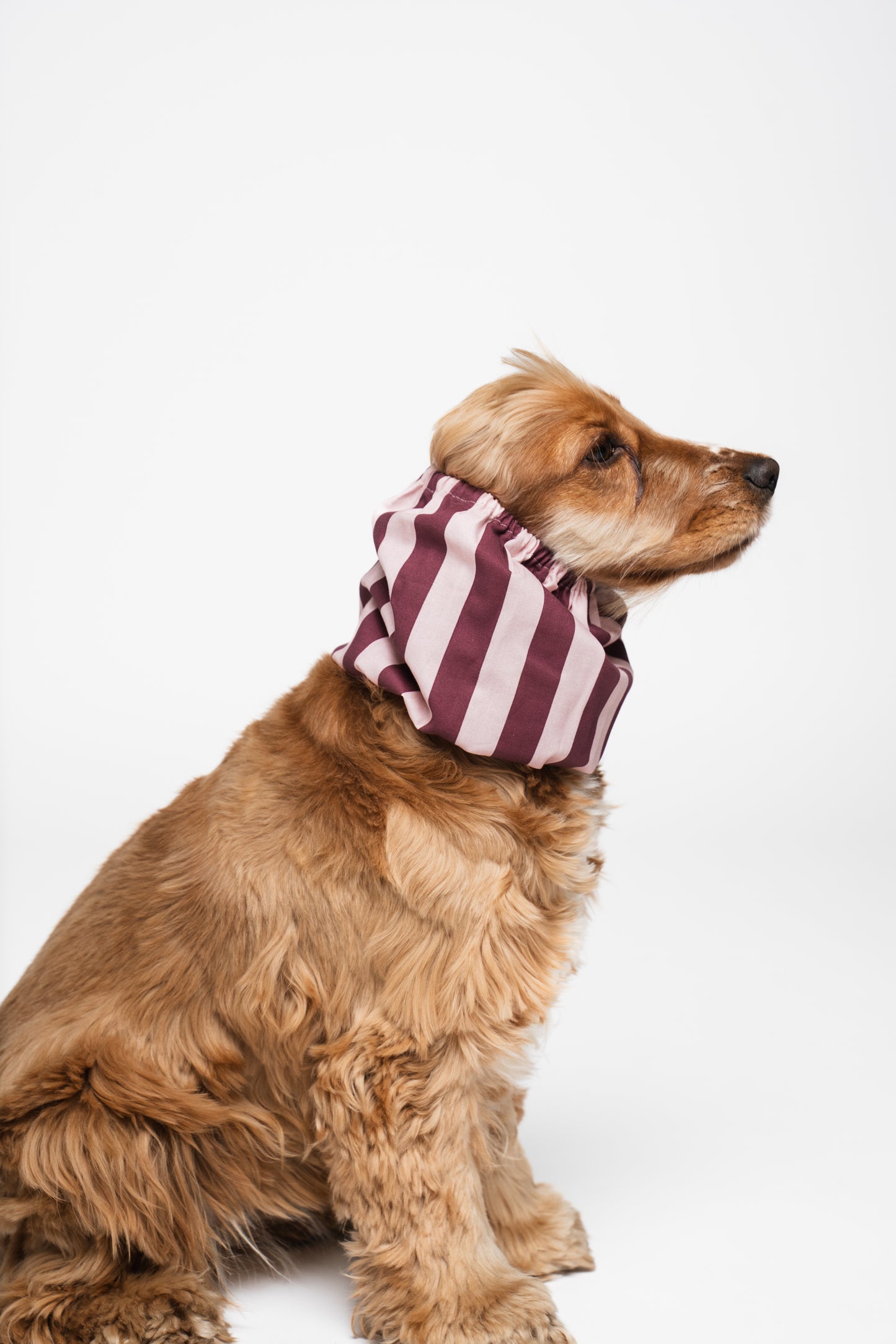 Dog Snood Burgundy Stripes