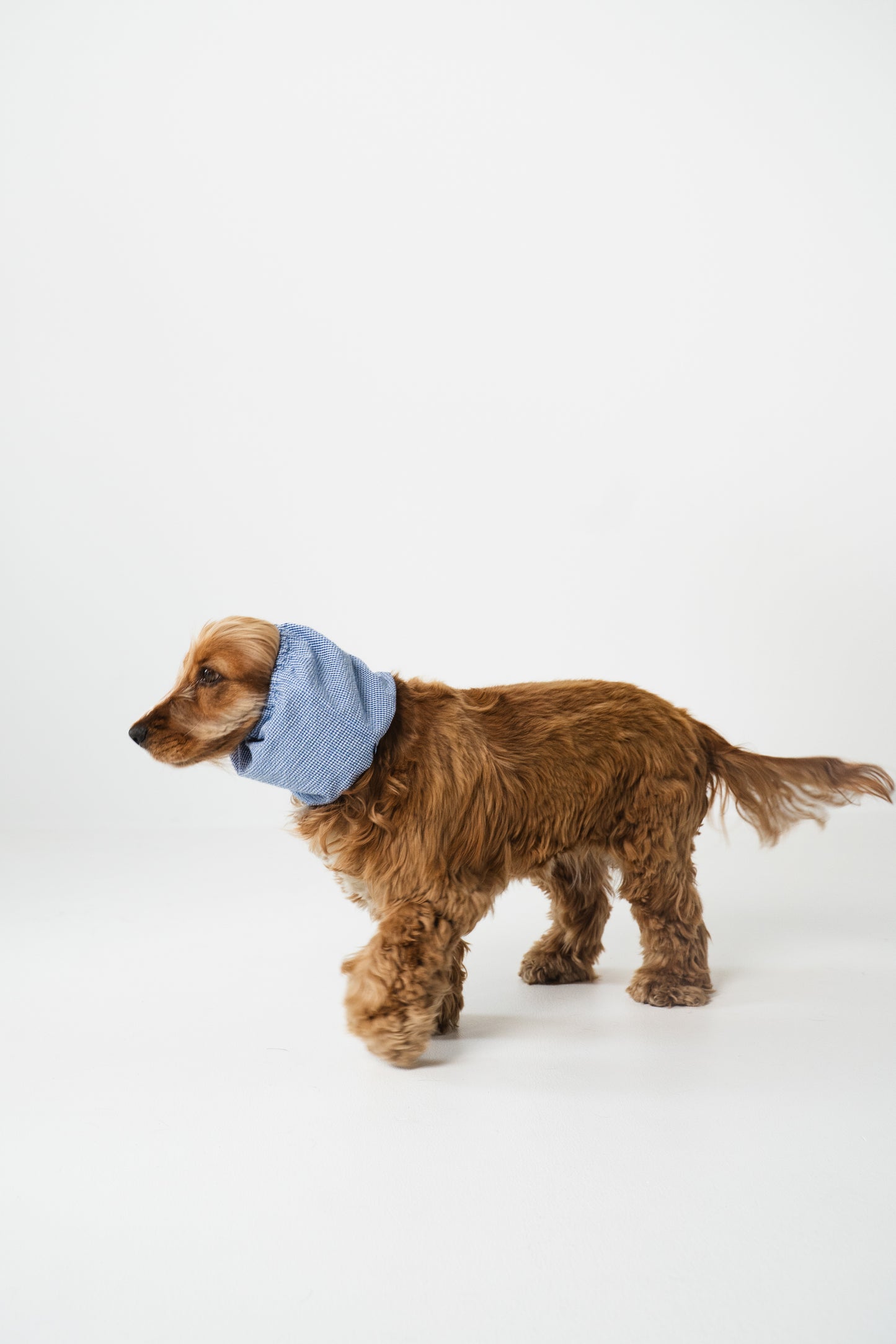 Dog Snood Summer Santorini