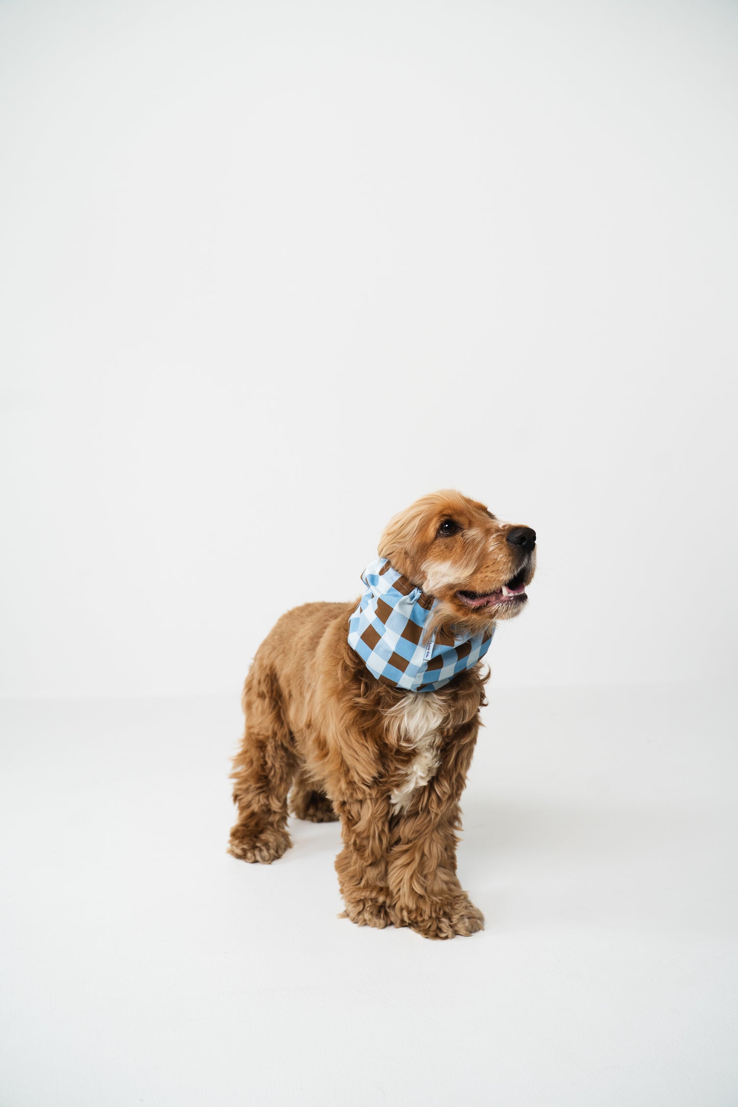 Dog Snood Checkered Blue