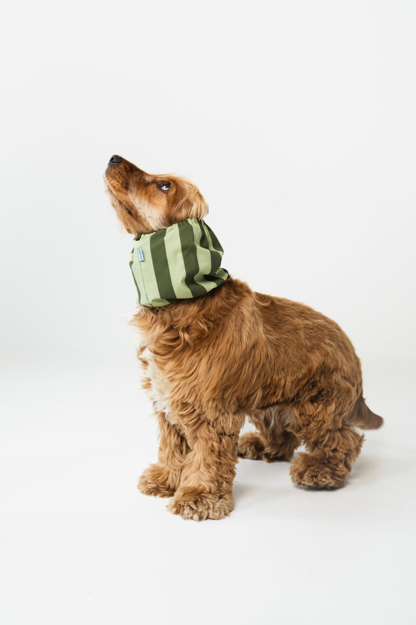 Dog Snood Stripes Green