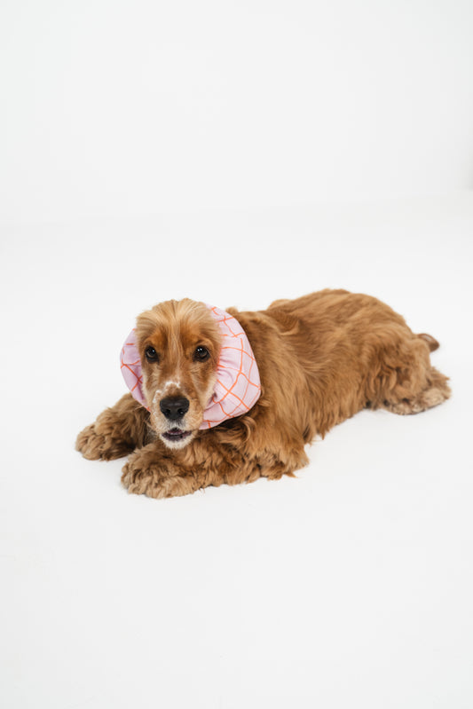 Dog Snood Summer Lines