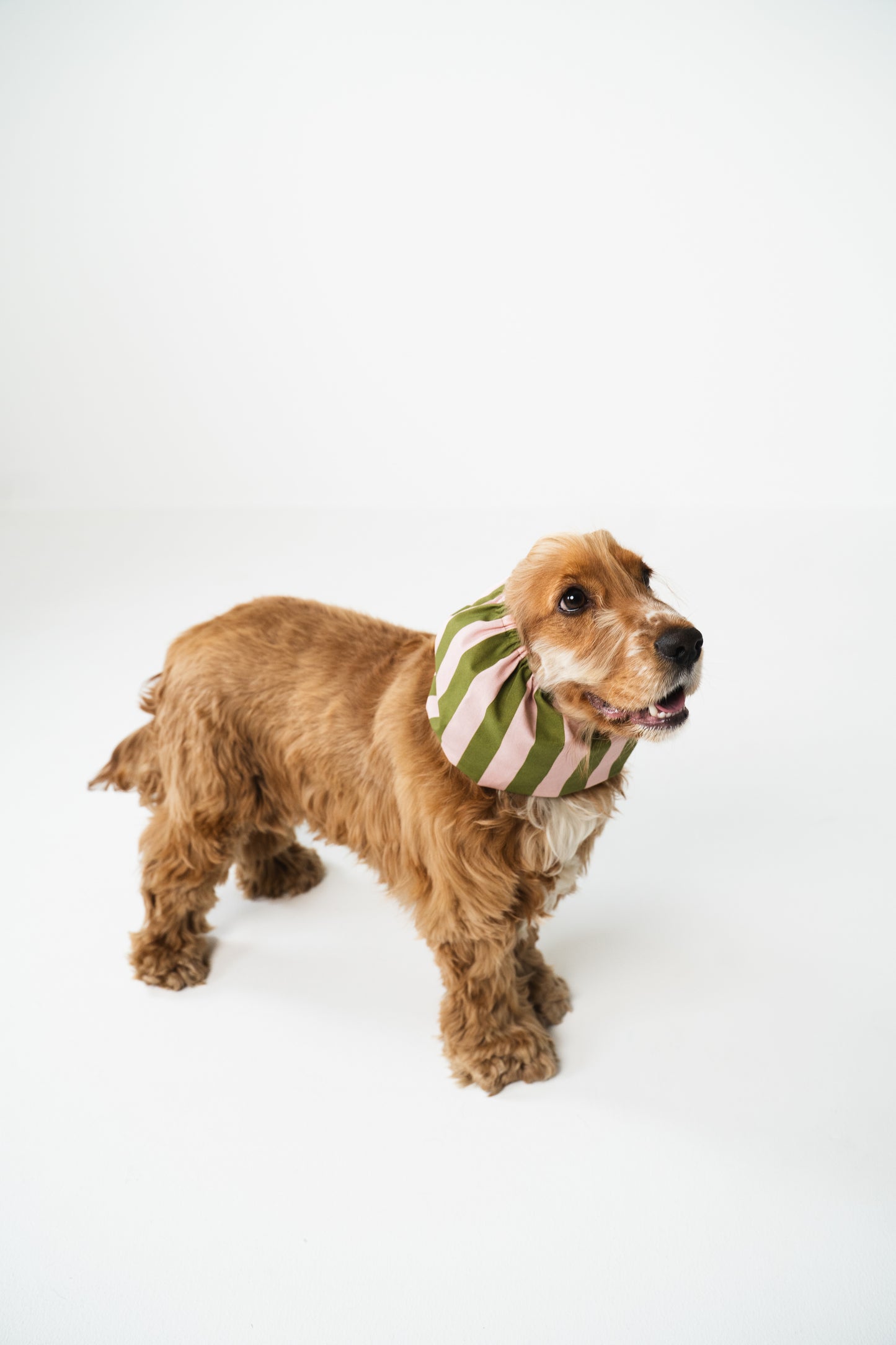 Dog Snood Stripes Green Pink