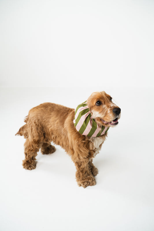 Dog Snood Stripes Green Pink