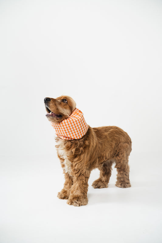 Dog Snood Summer Rome