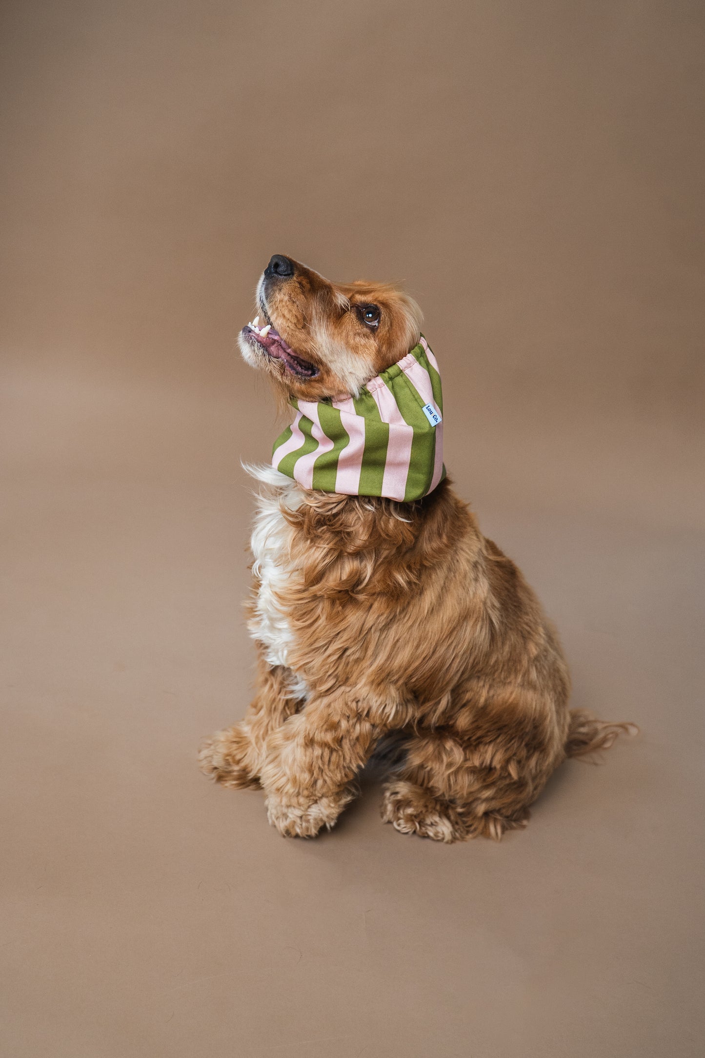 Dog Snood Stripes Green Pink