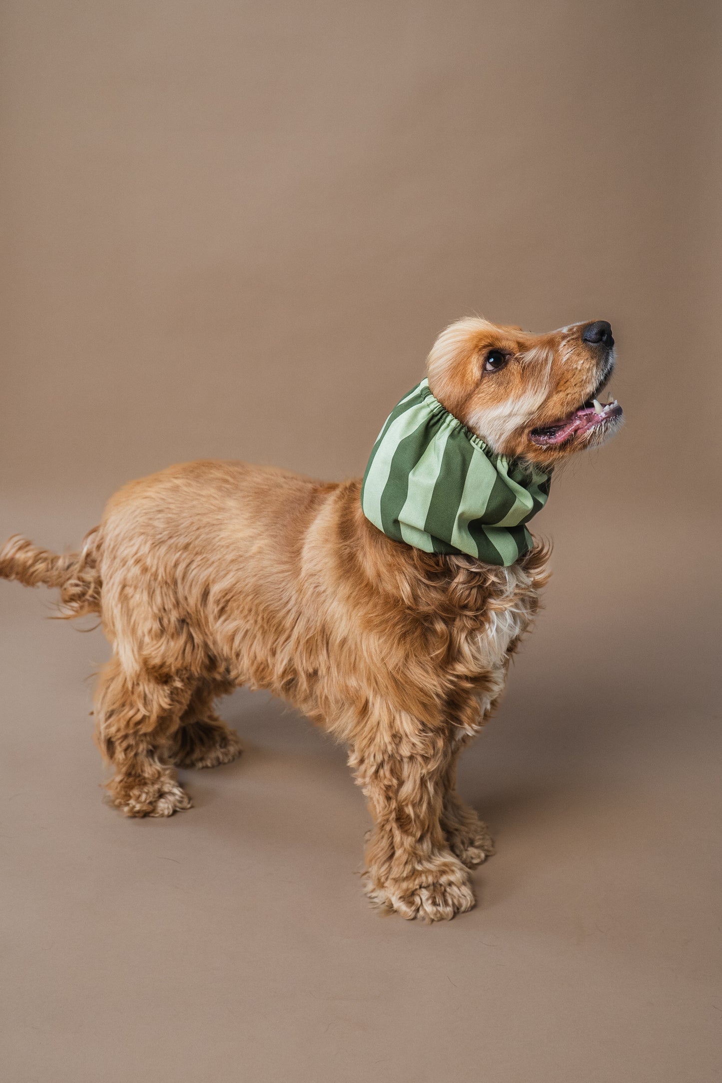 Dog Snood Stripes Green