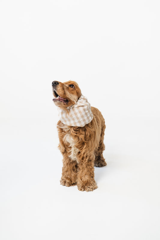 Dog Snood Summer Paris