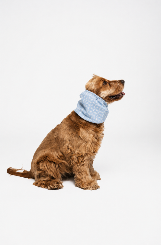 Dog Snood Summer Picnic