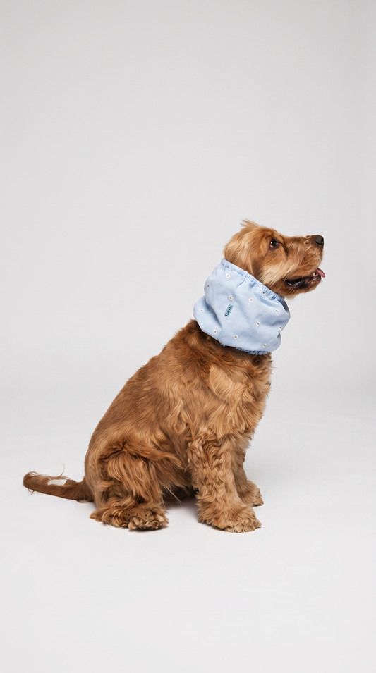 Dog Snood with daisy pattern