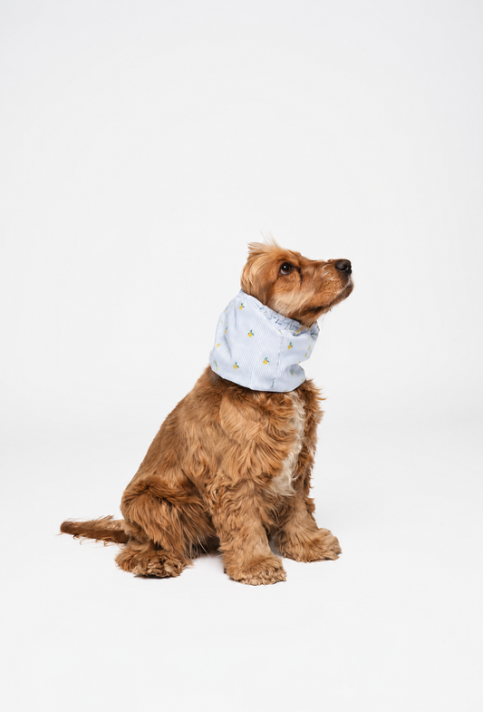 Dog Snood Lemons
