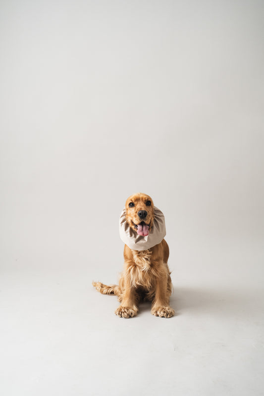 Waterproof Dog Snood Beige