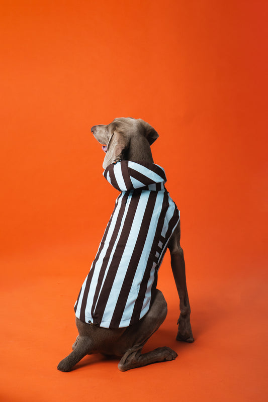 Raincoat Stripes