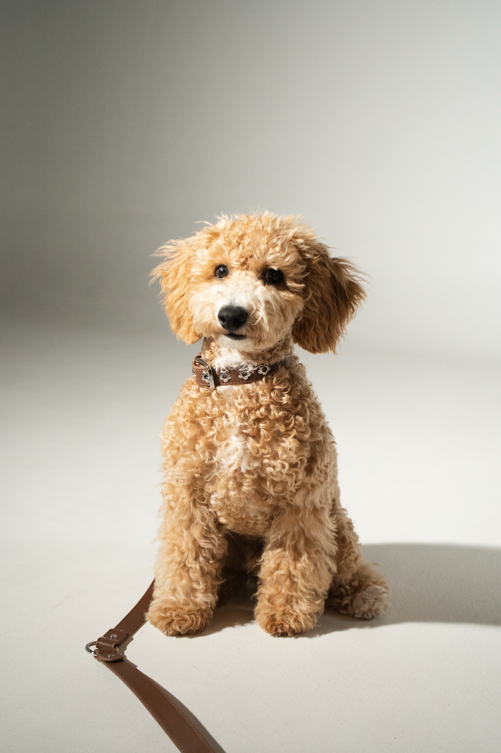 Dog Collar Brown Flower