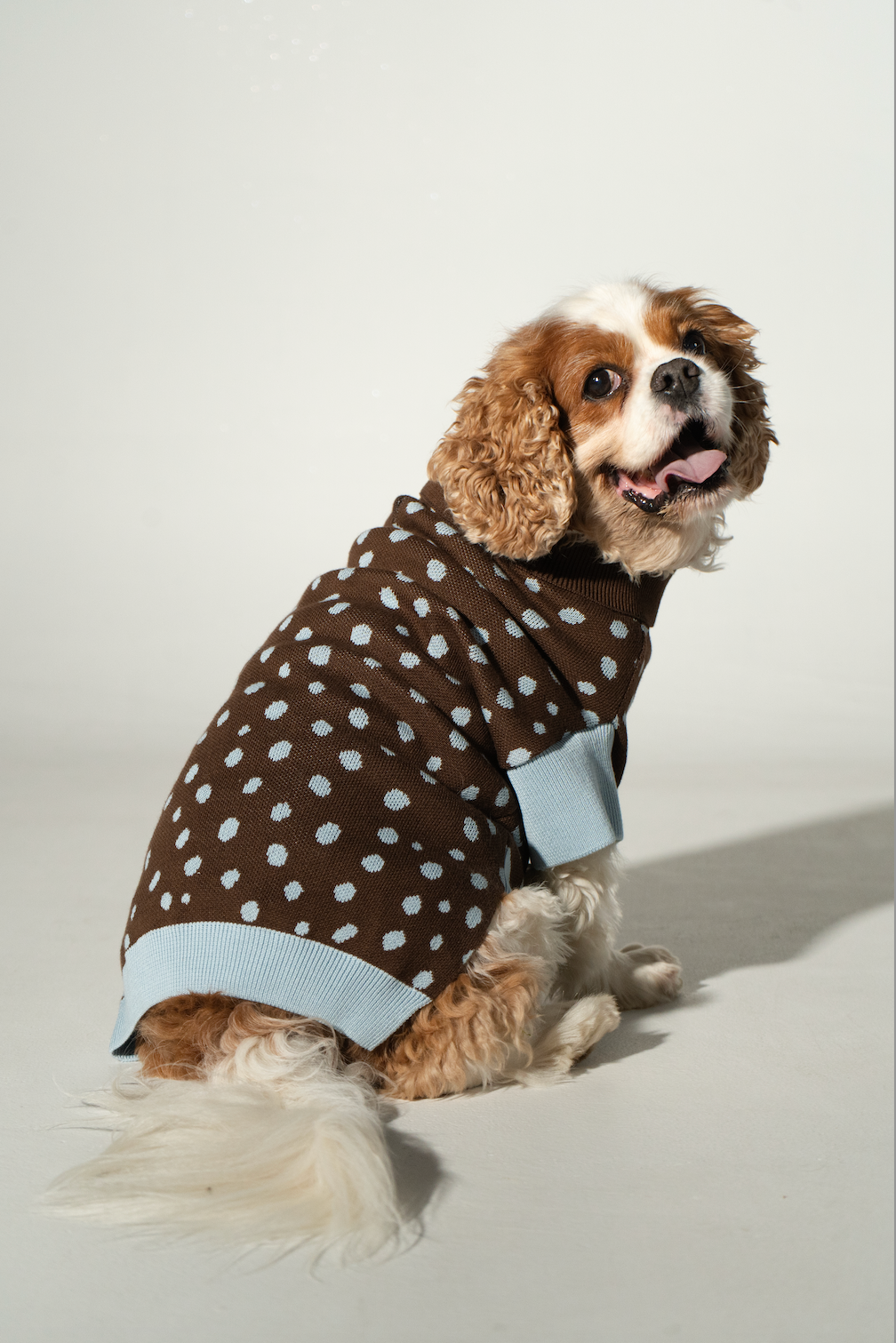 Dog Sweater Dots