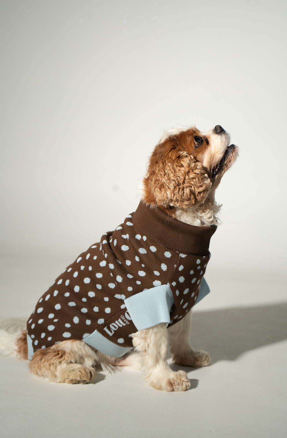 Dog Sweater Dots