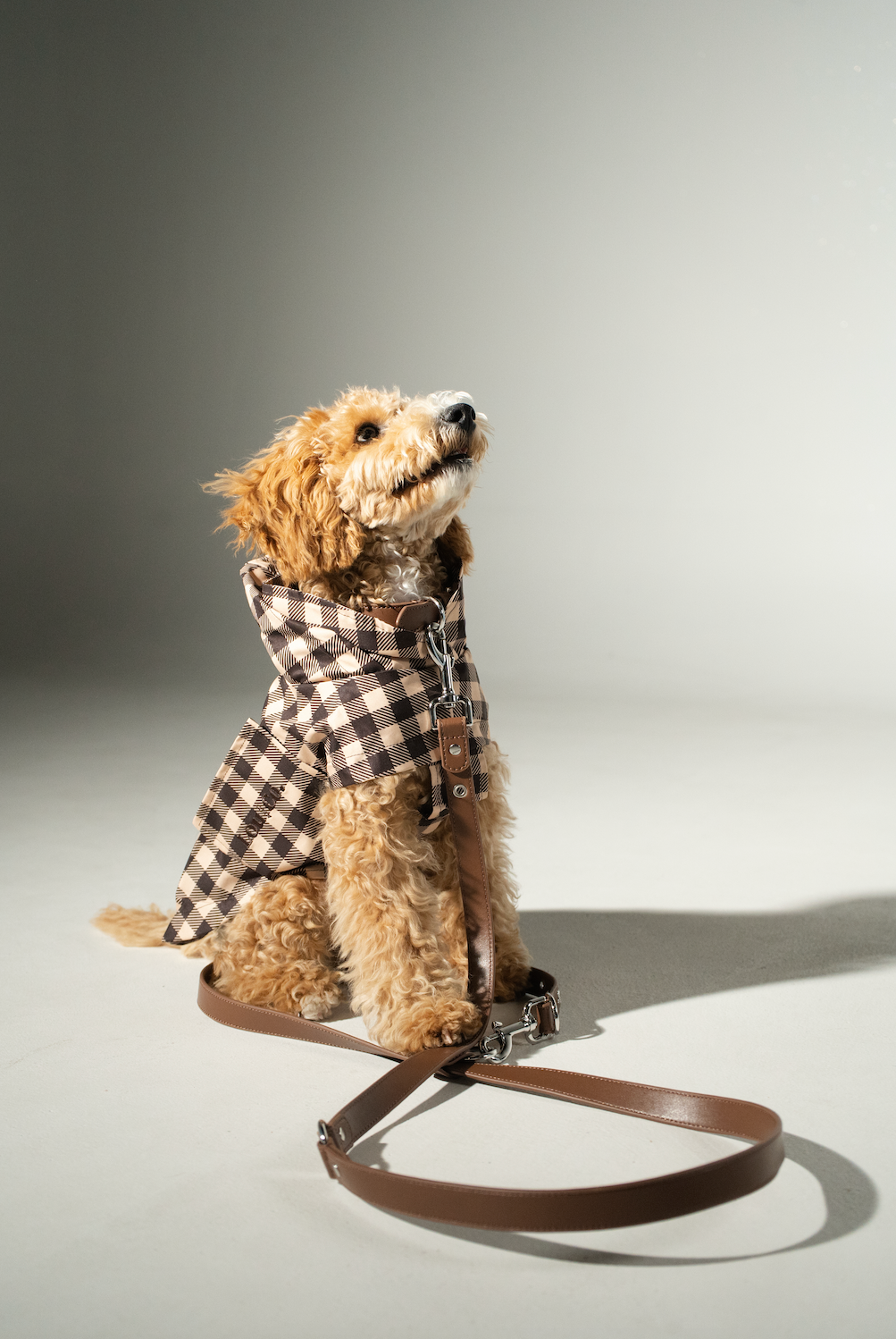 Dog Leash Brown Flower