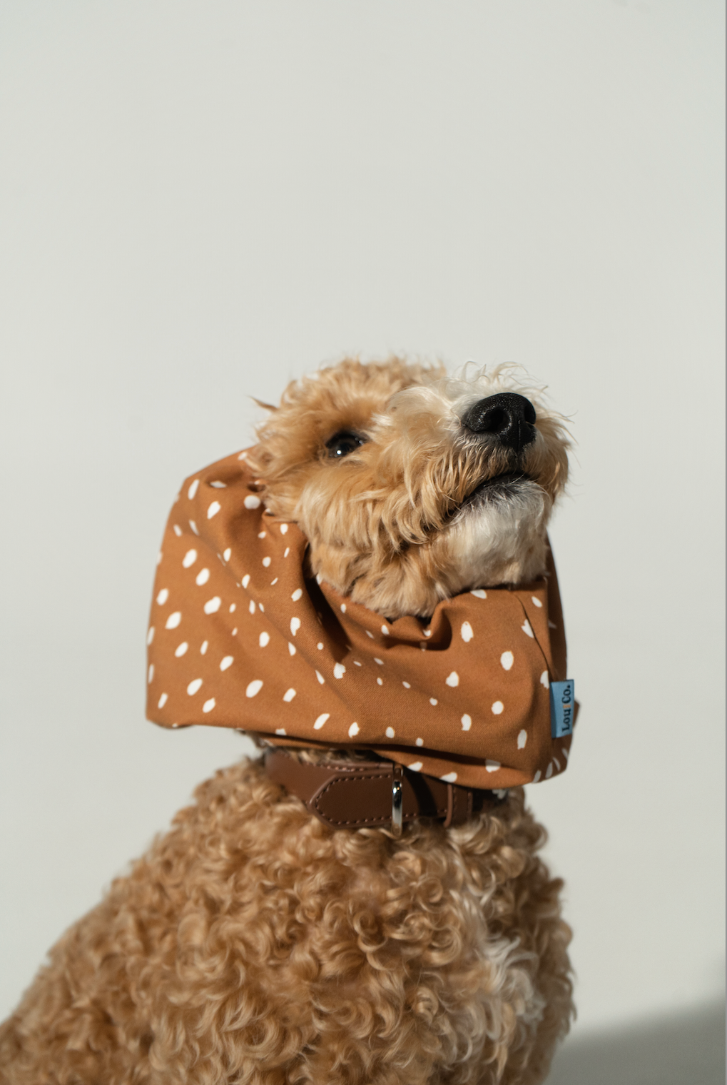 Dog Snood Fawn
