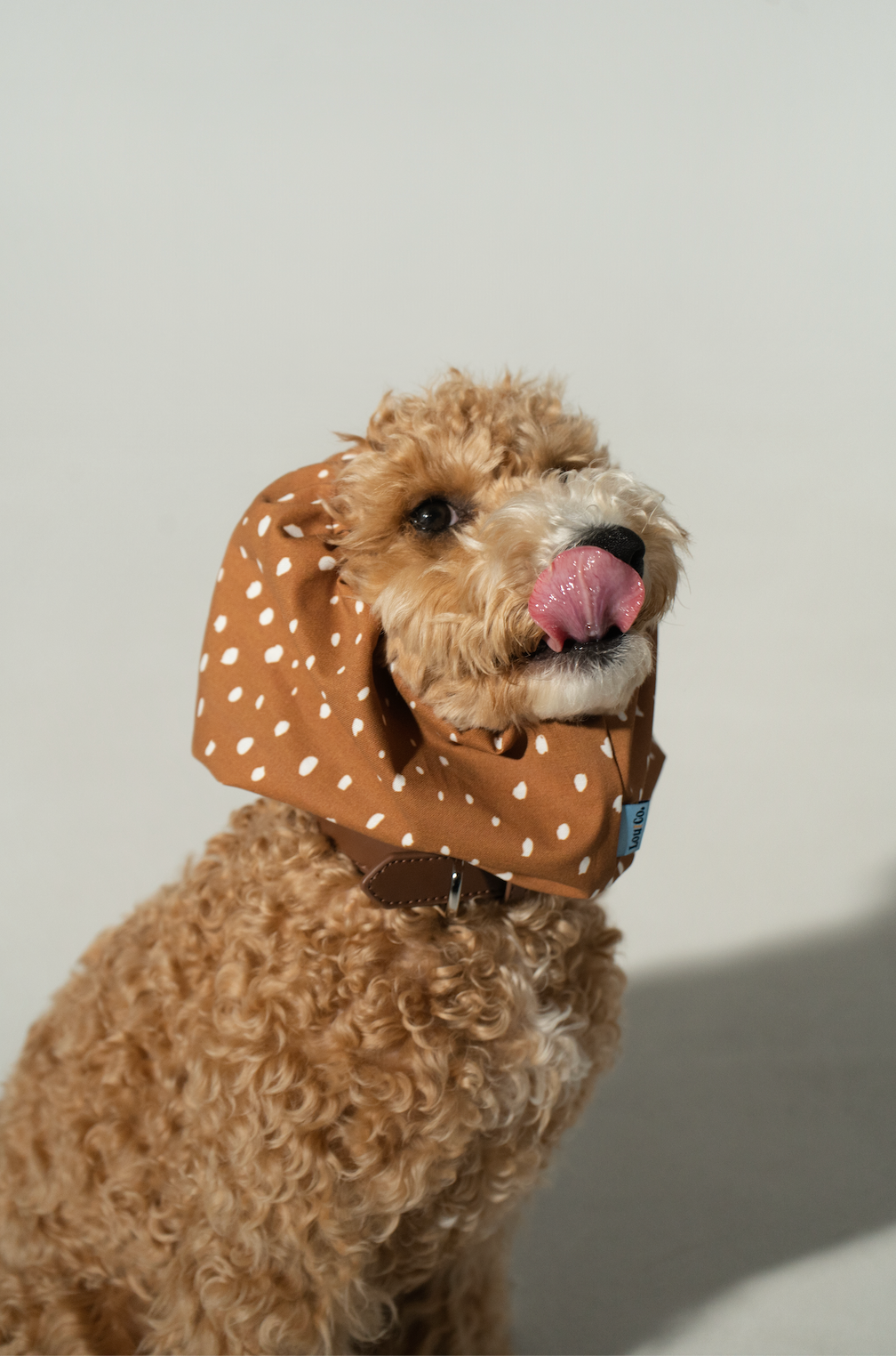 Dog Snood Fawn