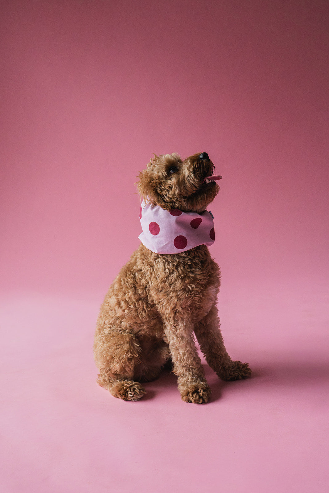 Dog Snood Pink Dots