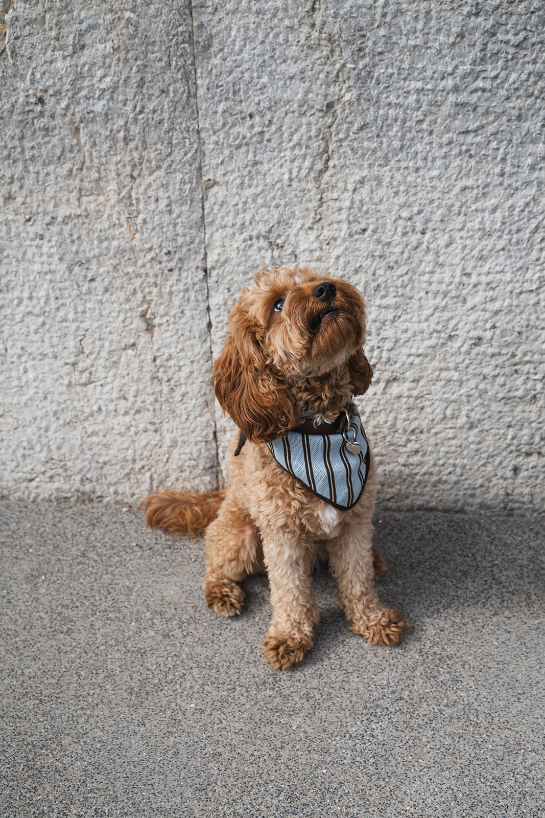 Small brown dog wearing a striped bandana sitting on a concrete surface against a textured wall.