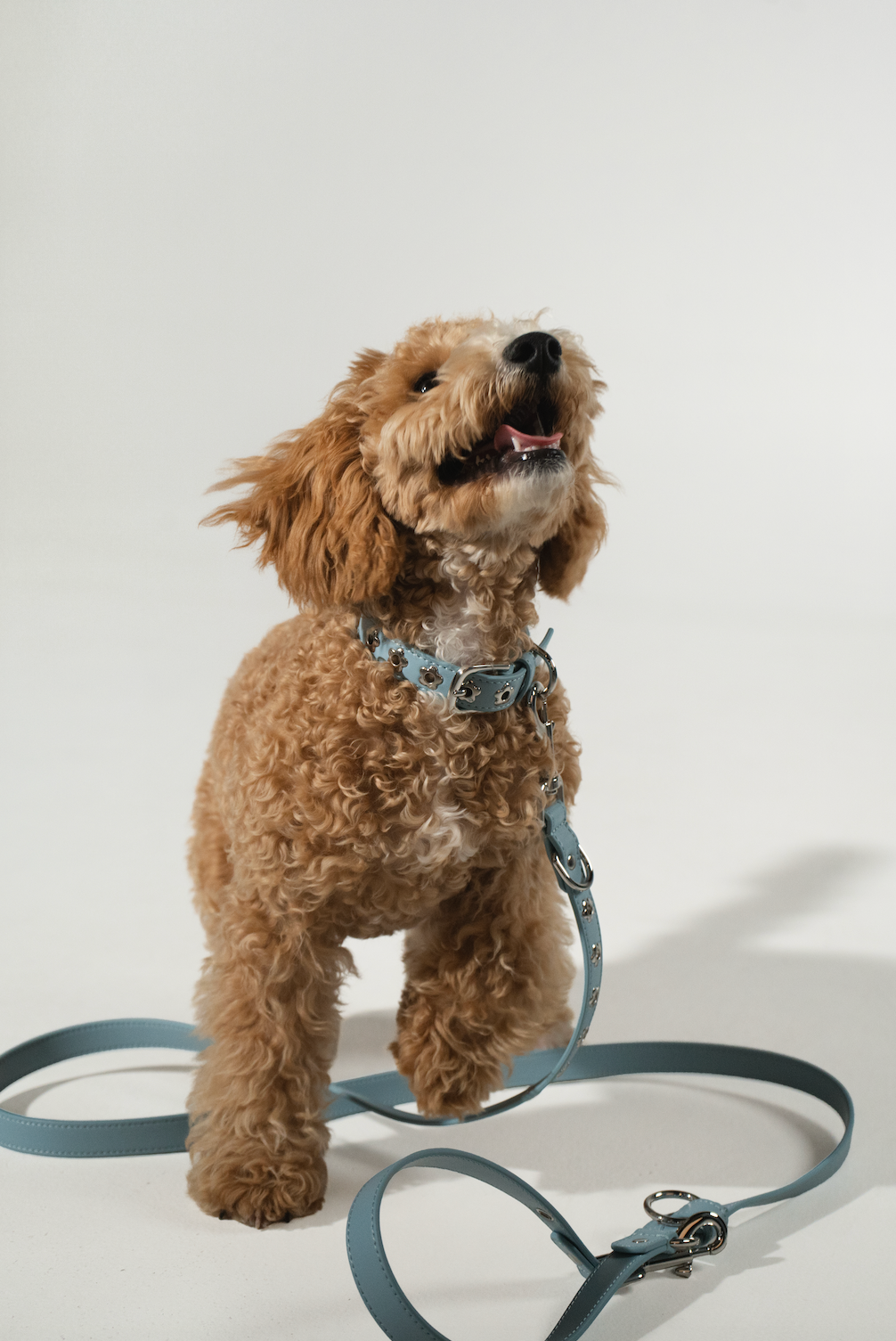 Dog Collar Sky Blue