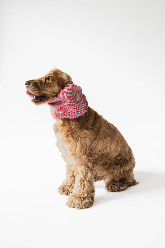 Dog Snood Summer Red Cherry