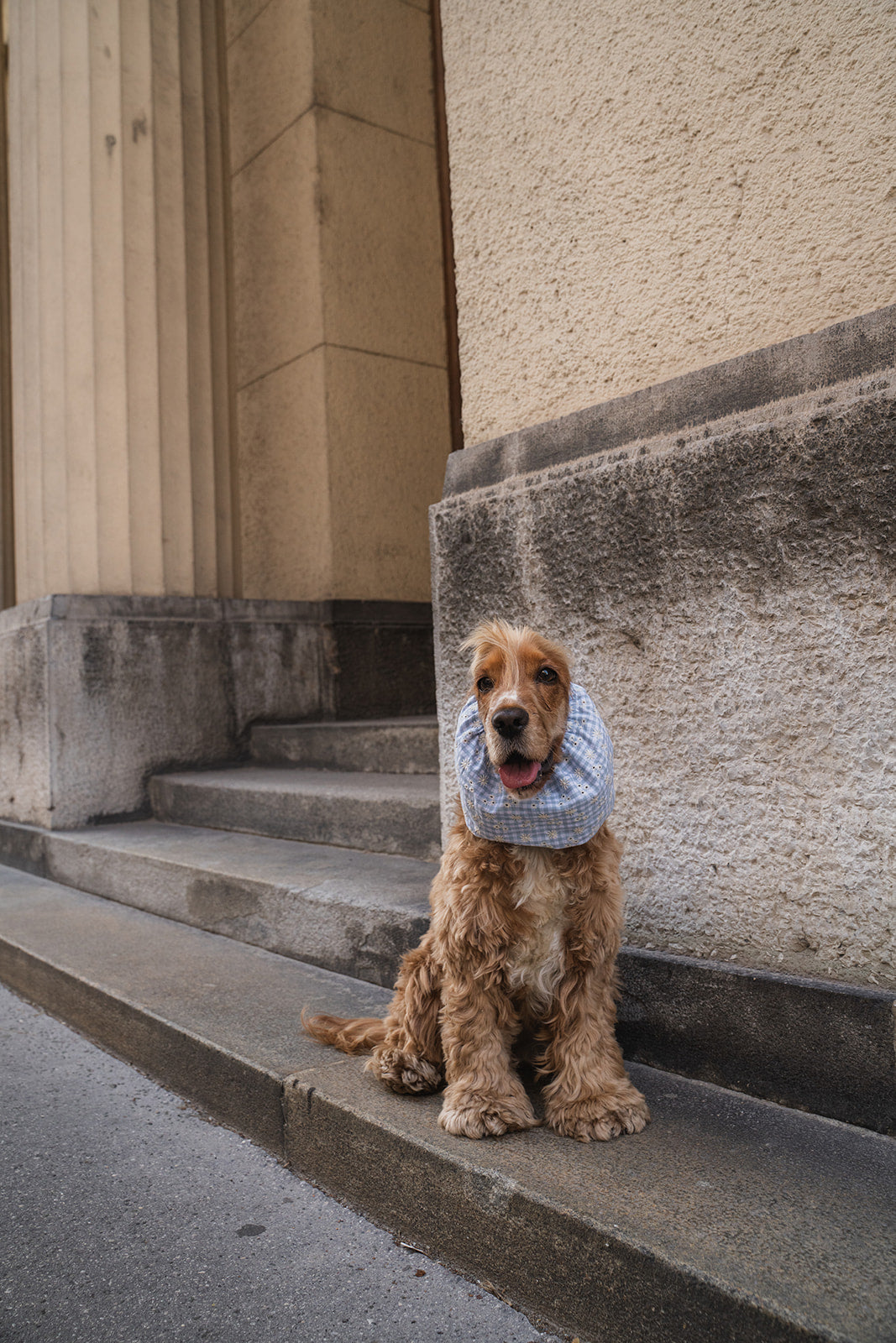 Dog Snood Summer Flowers