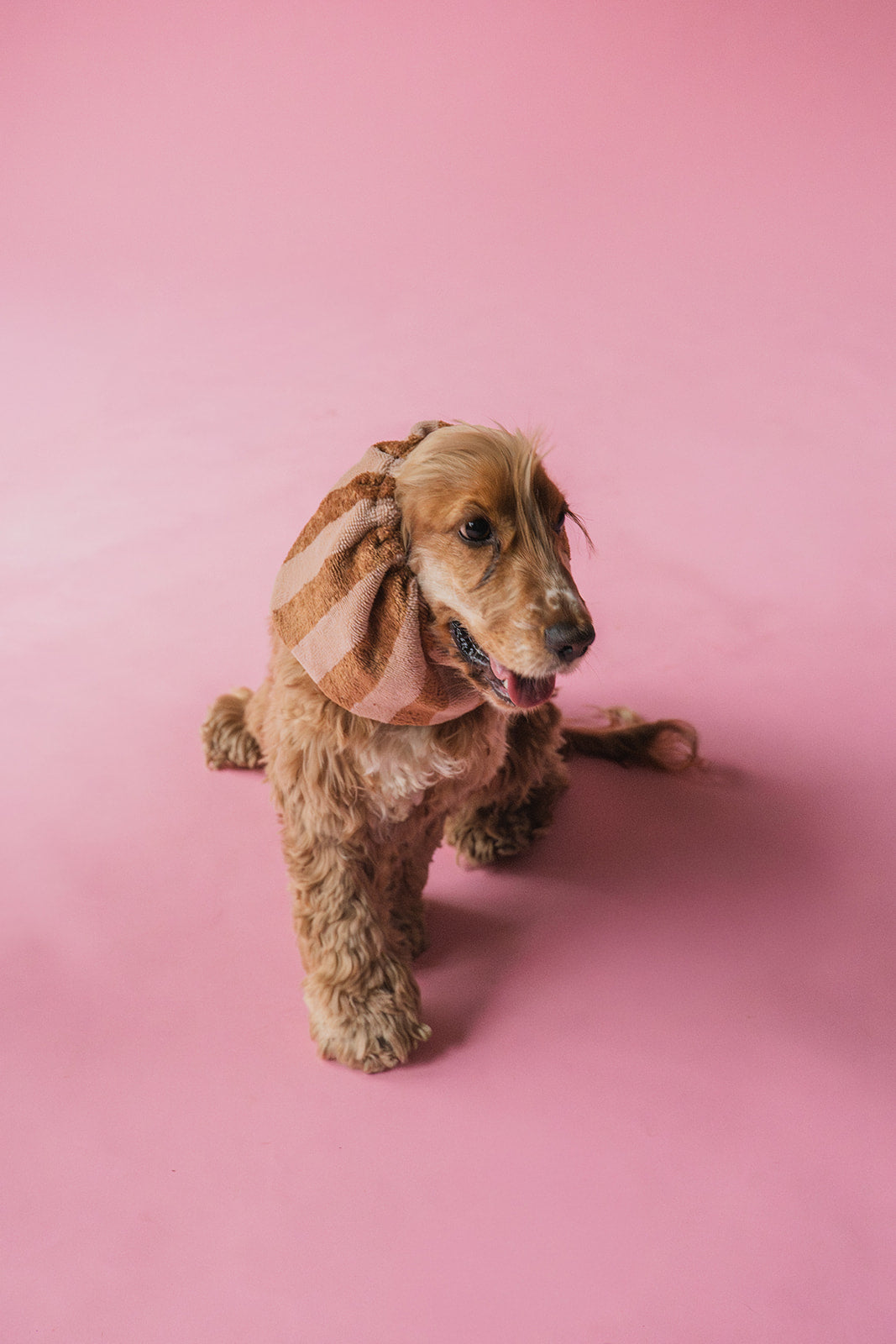 Bamboo Towel Dog Snood Powder Stripes