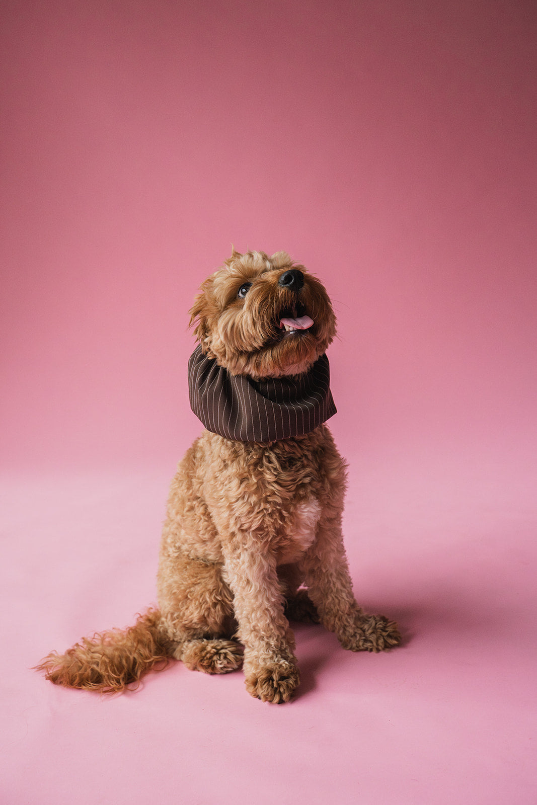 Dog Snood Brown Stripes
