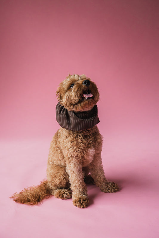 Dog Snood Brown Stripes