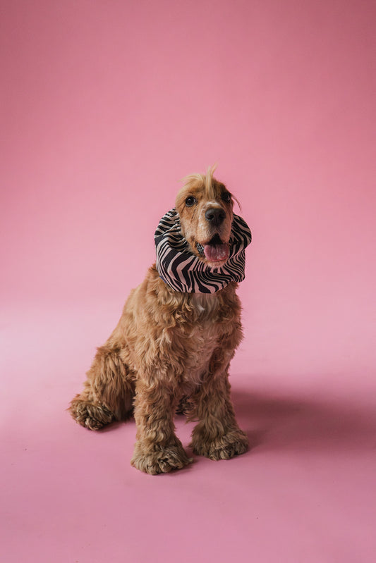 Dog Snood Zebra