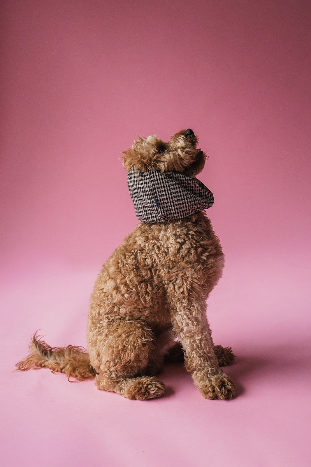 Dog Snood Vichy