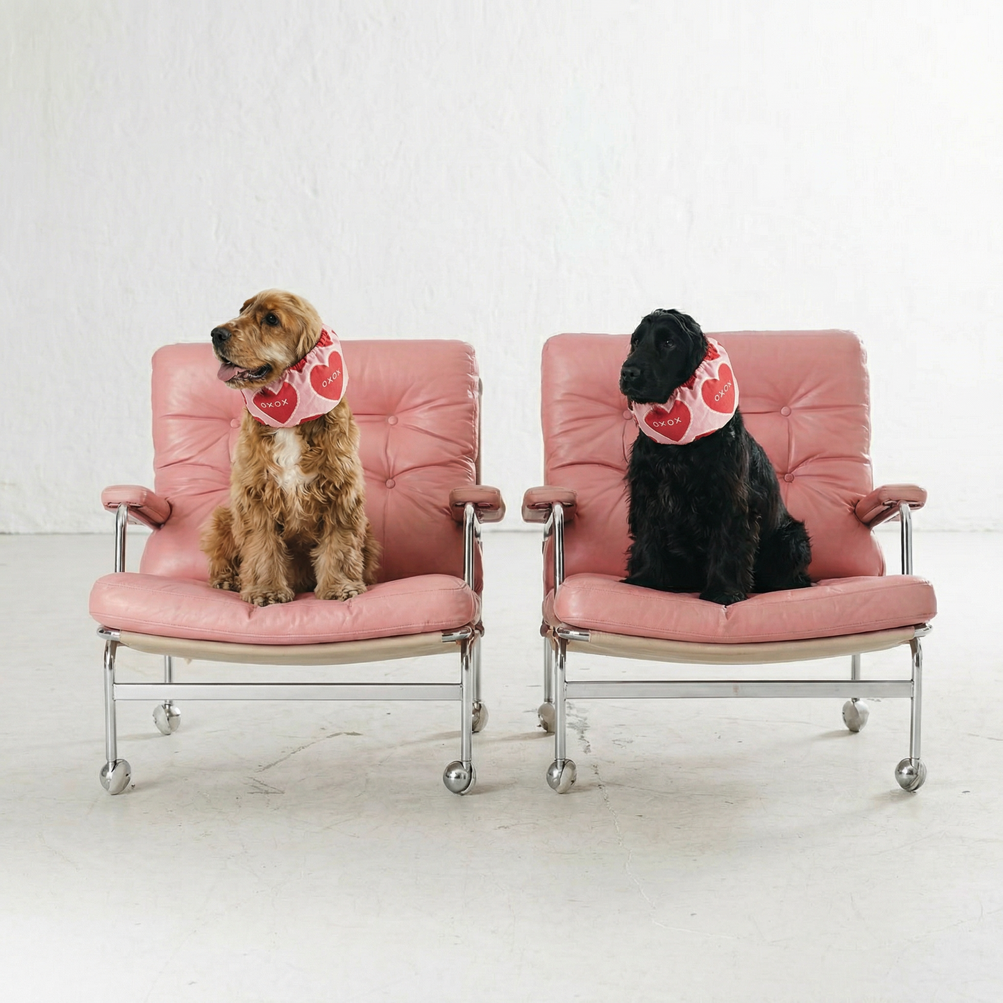 Dog Snood Valentines