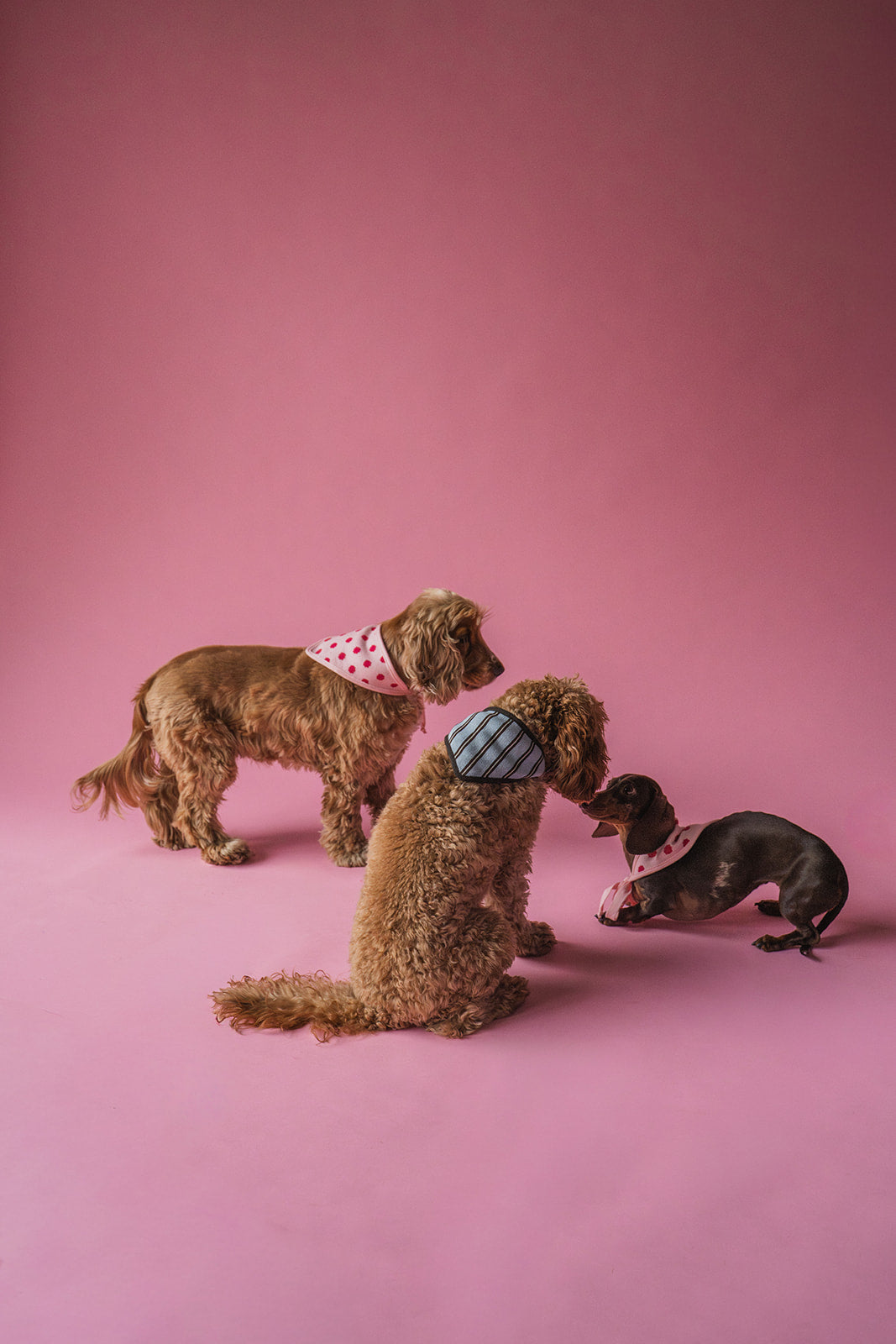 Bandana Pink Dots